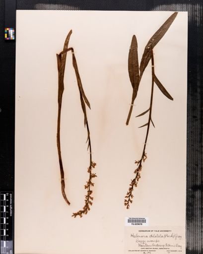 Habenaria
