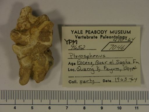 Pterosphenus sp.