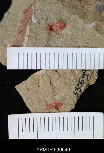 undet. Stylophora