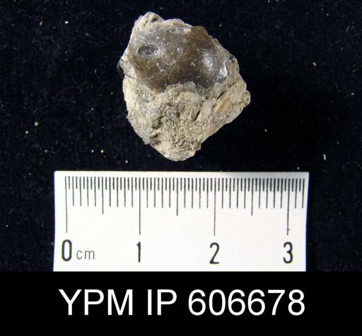 Camarotoechia glacialis