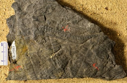 Pecopteris sp.