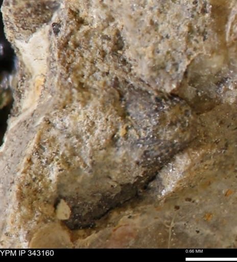 undet. Bivalvia