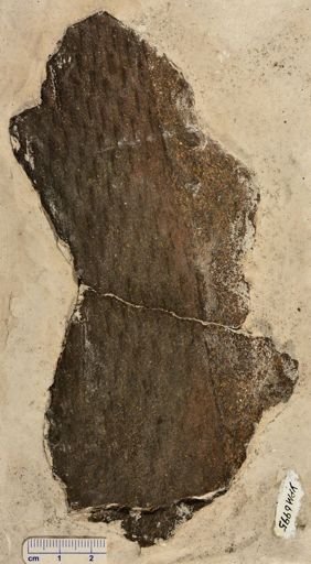 Lepidodendron sp.