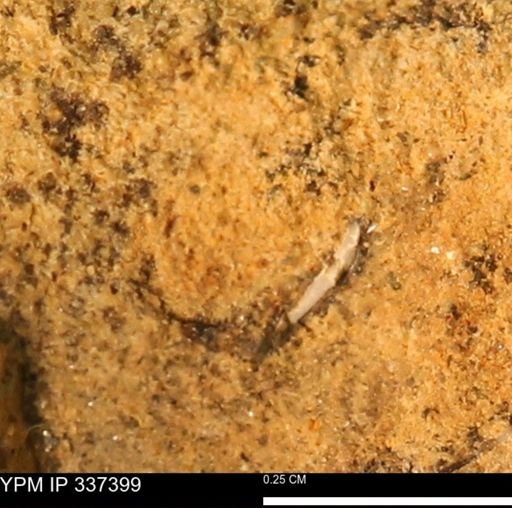 undet. Mollusca