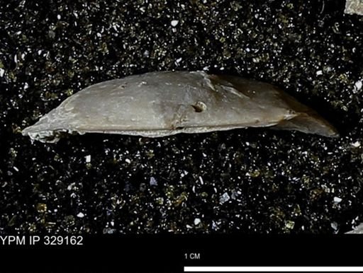 Pholidostrophia iowaensis
