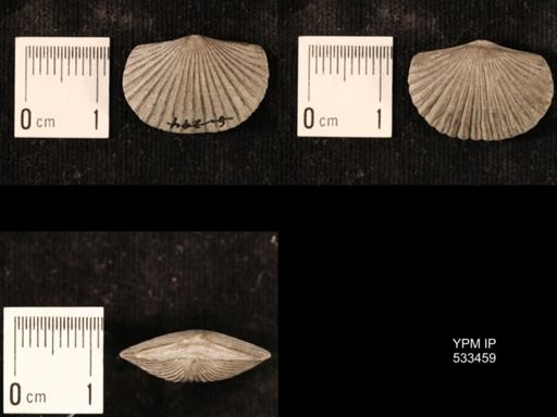 Plectorthis plicatella