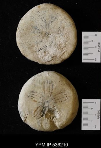 Clypeaster sp.