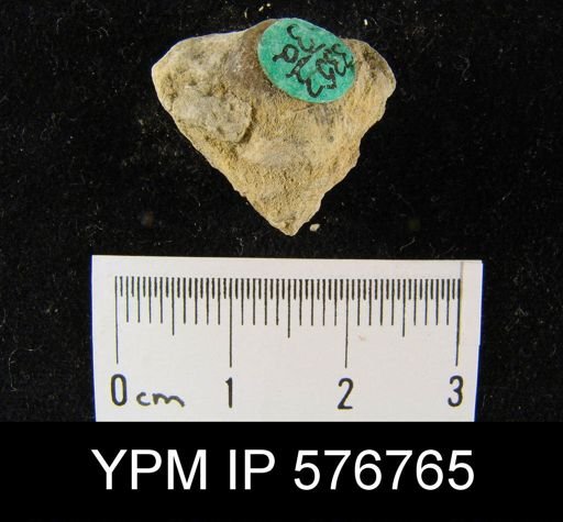 Atrypa reticularis