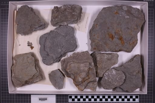 mixed taxa, stratigraphic collection