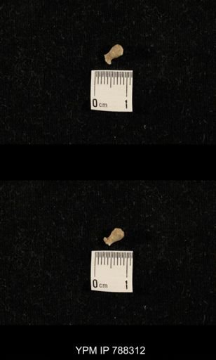 taxon undetermined