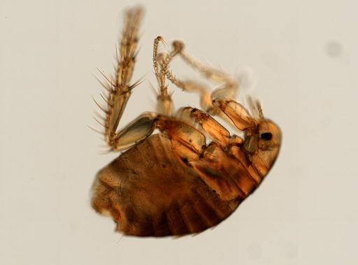 Pulex irritans