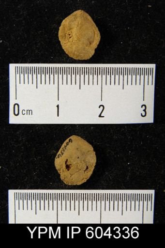 Whitfieldella sp.