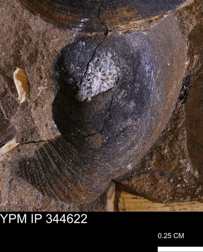 Limopsis striatopunctatus