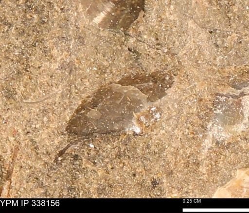 undet. Bivalvia