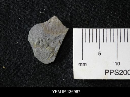 Ctenocephalus maltheus
