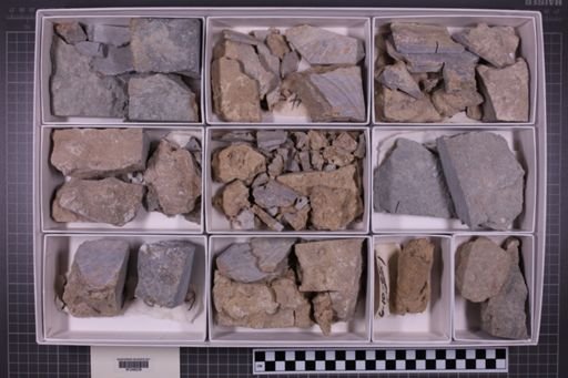 mixed taxa, stratigraphic collection