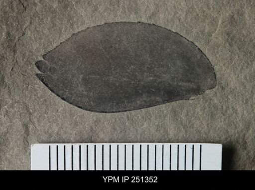 undet. Eurypterida