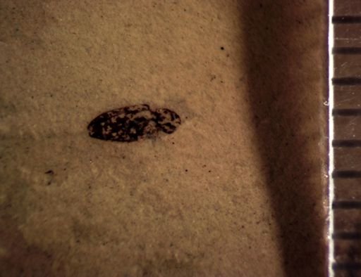 undet. Coleoptera