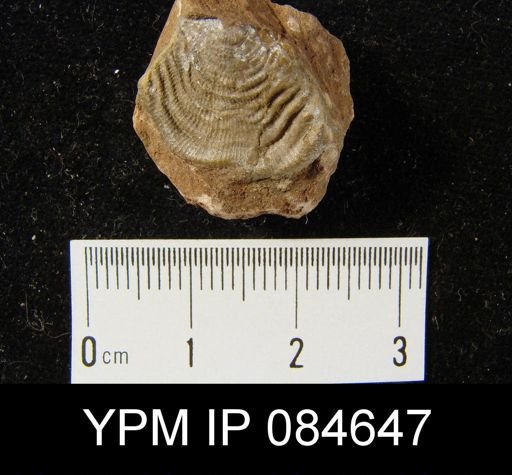 Leptaena rhomboidalis