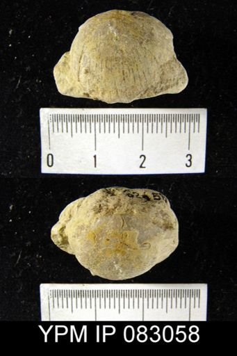 Stropheodonta equistriata
