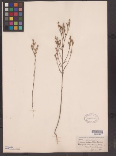 Linum sulcatum