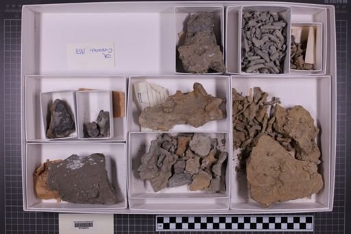 mixed taxa, stratigraphic collection
