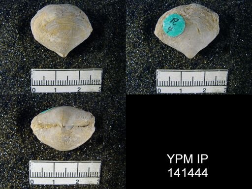 Athyris capillata