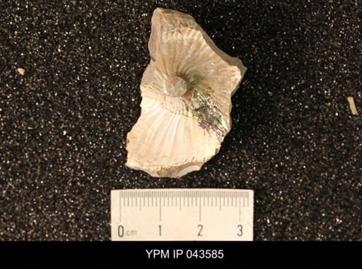 Hoploscaphites nicolletii