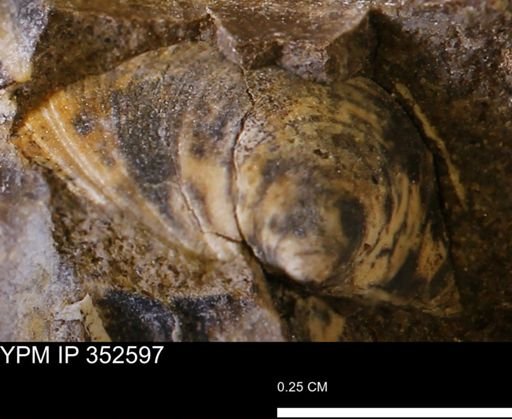 Limopsis striatopunctatus