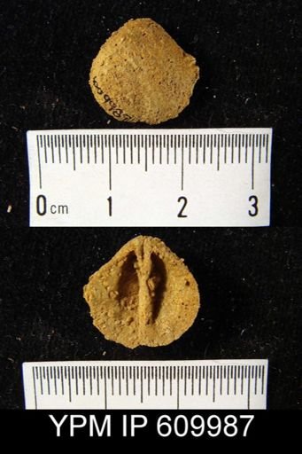 Gypidula coeymanensis prognostica