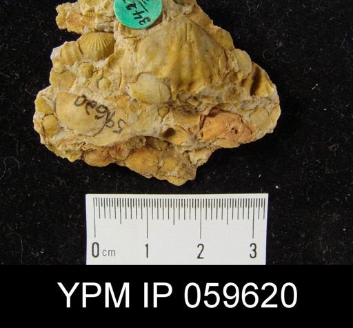 Leptocoelia flabellites