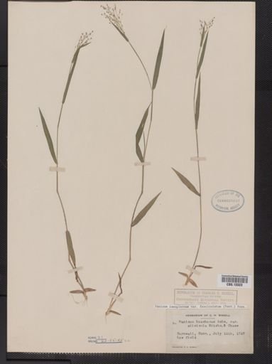 Panicum lanuginosum