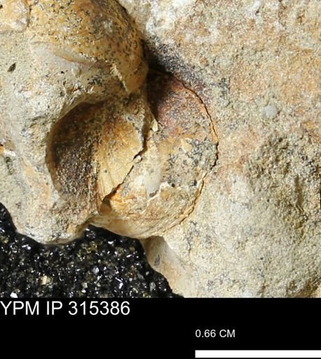 undet. Bivalvia