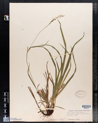 Carex gracillima