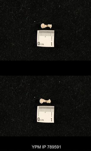 undet. Bryozoa