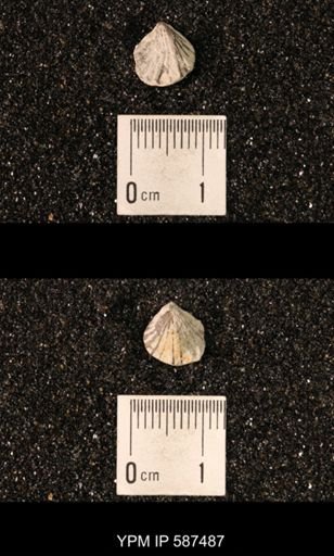 Camarotoechia whitei