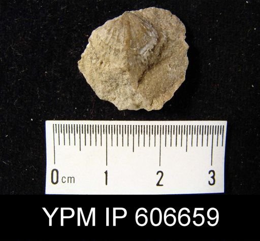 Rhynchotrema janeum