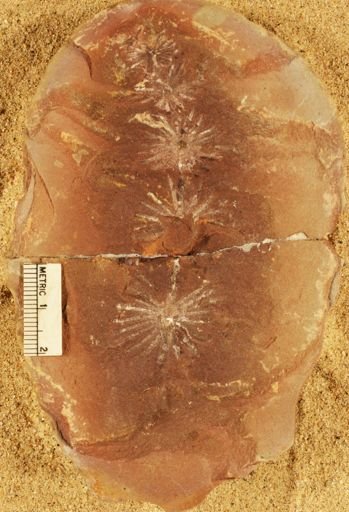 Annularia