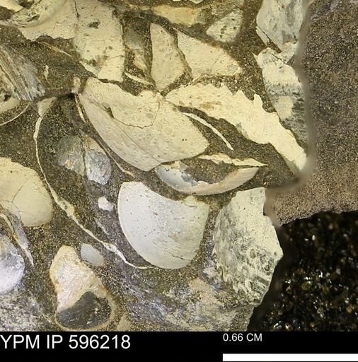 Limopsis striatopunctatus