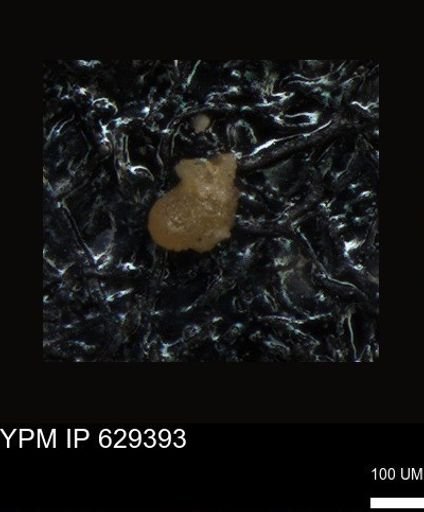 undet. Foraminiferida