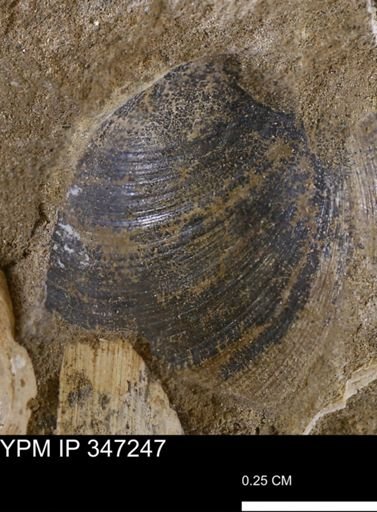 Limopsis striatopunctatus