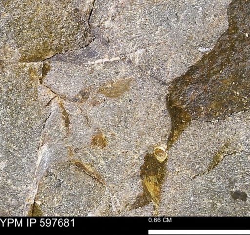 undet. Bivalvia