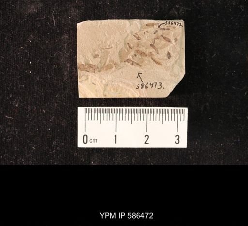 undet. Hymenoptera