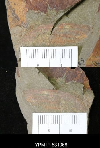 undet. Arthropoda