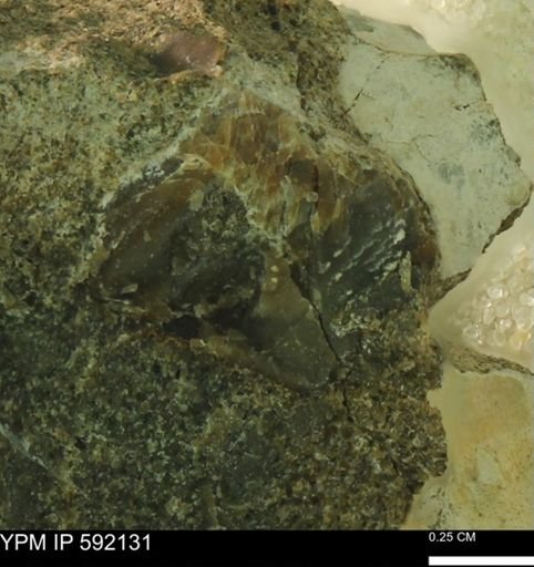 undet. Mollusca