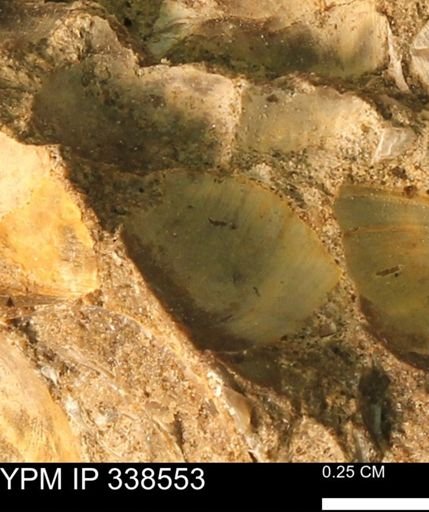 Protocardia subquadrata