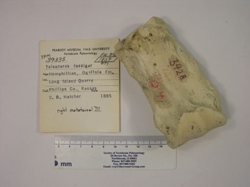 Teleoceras fossiger