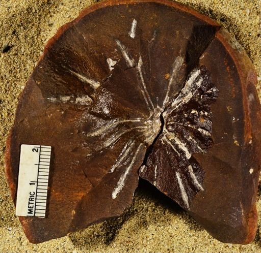 Annularia