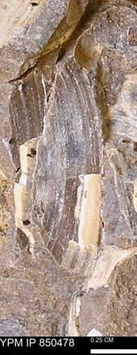 Limopsis striatopunctatus