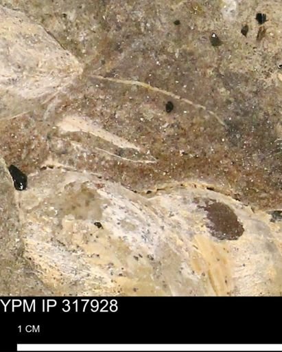 undet. Bivalvia